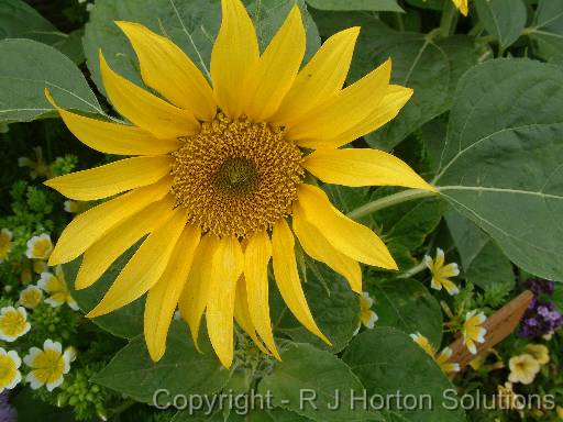 Sunflower yellow centre 